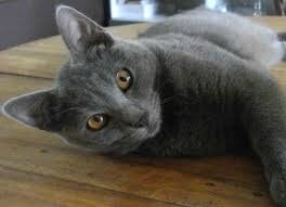 chartreux