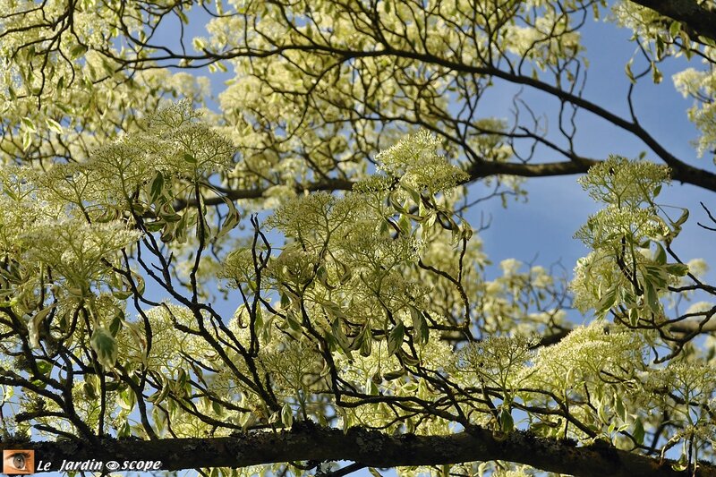0007-Cornus-controversa-Variegata