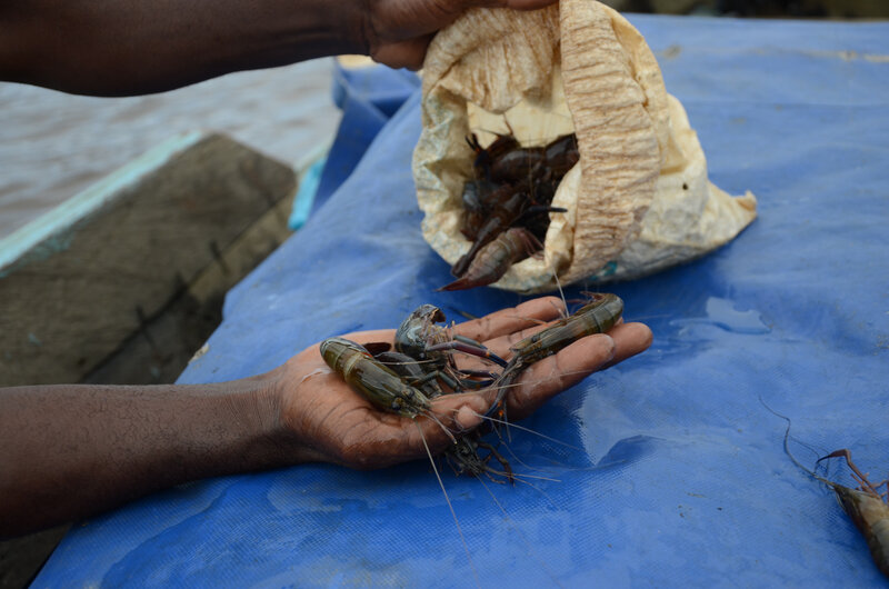 Gambas encore vivantes