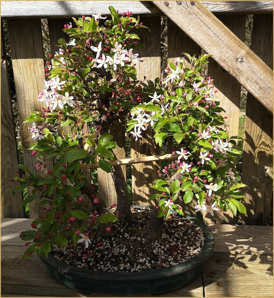 miniarbre4