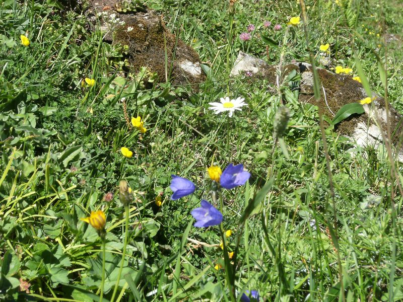 25 Fleurs alpines