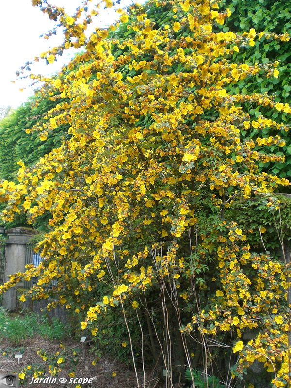Frémontodendron de Californie • Fremontia californica
