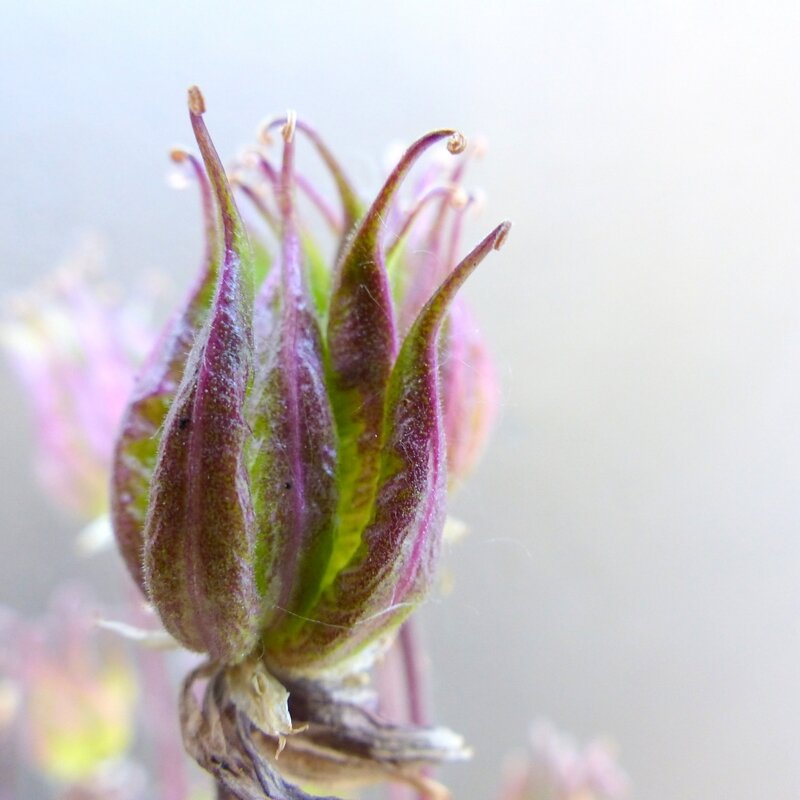 aa fleurs jardin1