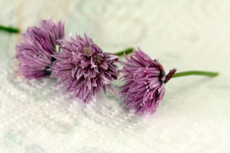 essuie tout herbes aromatiques blog chez requia