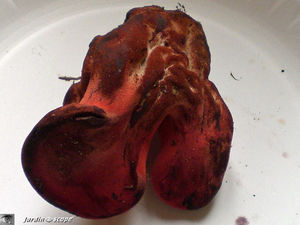 Fistuline hépatique • Langue de bœuf • Fistulina hepatica