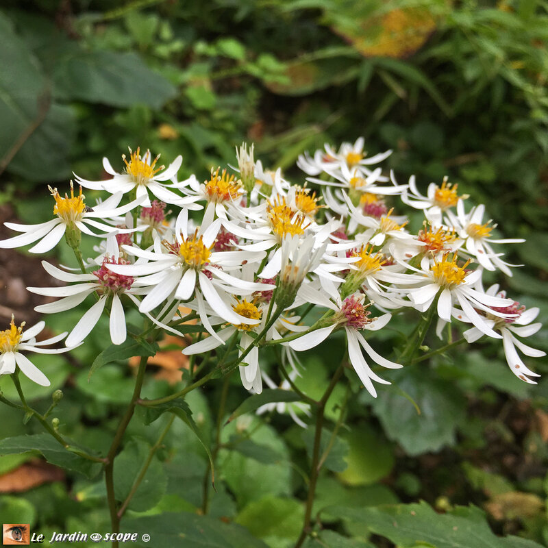 Aster divariqué • Aster Divaricatus