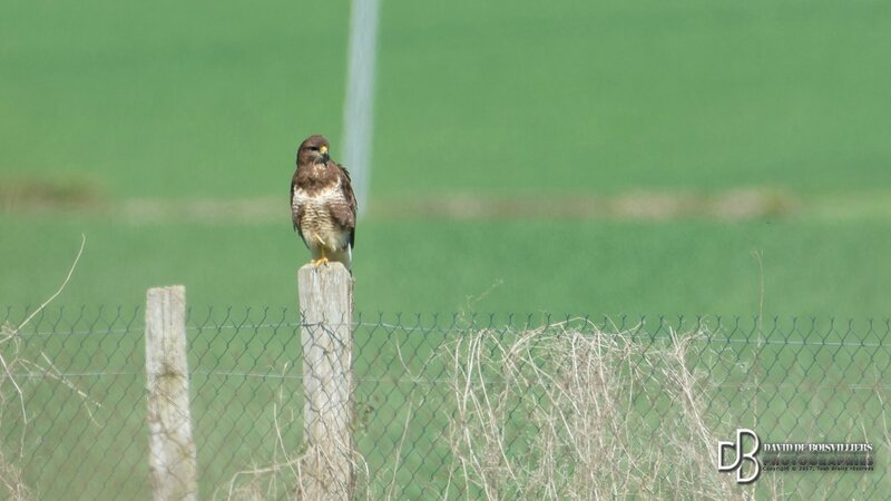 Buse variable (Buteo buteo)