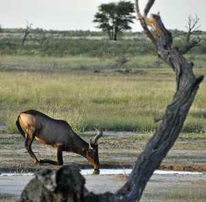 Botswana kalahari 2012 album j-p (201)