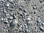 Crabes_ou_galets_sur_la_plage___Reykjavik