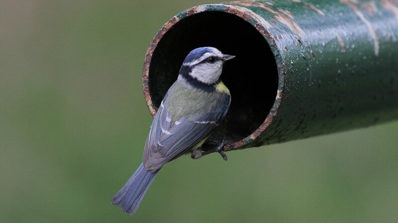 4 MESANGE Bleu - Parus Caeruleus