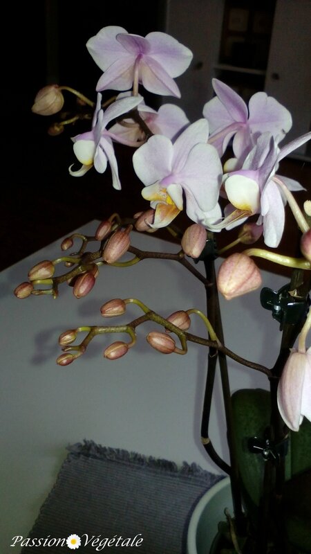 phalaenopsis 8 mars