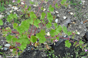 Geranium_sauvage_2