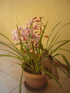 orchidees_2008