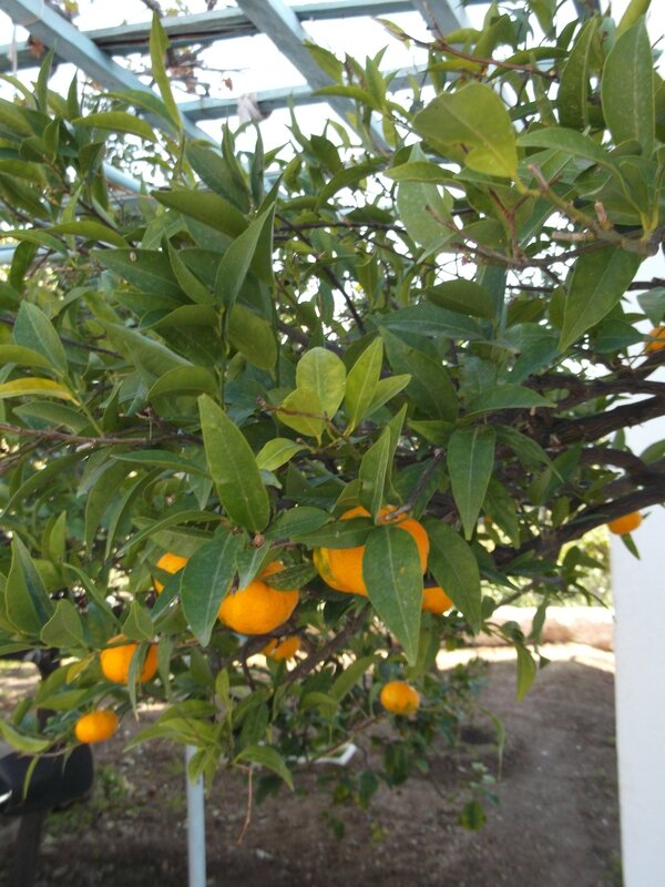 mandariniers en automne