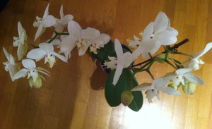 Orchid_e_blanche_2