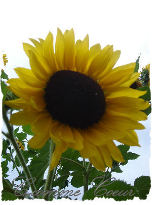 TOURNESOL