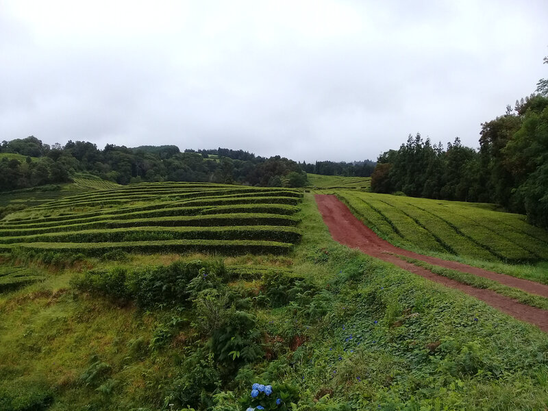 Plantation de Gorreana (2)