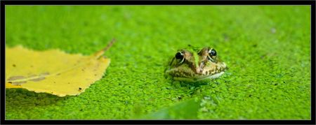 galuchet_grenouille_feuile_lentilles_matin_050910