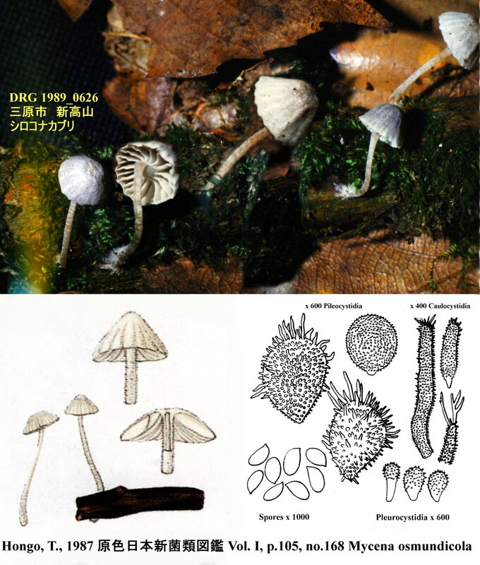 IH1_no_168_Mycena_osmundicola_montage