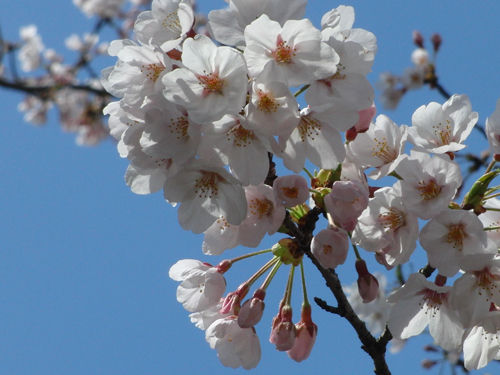 Hanami_2010_5