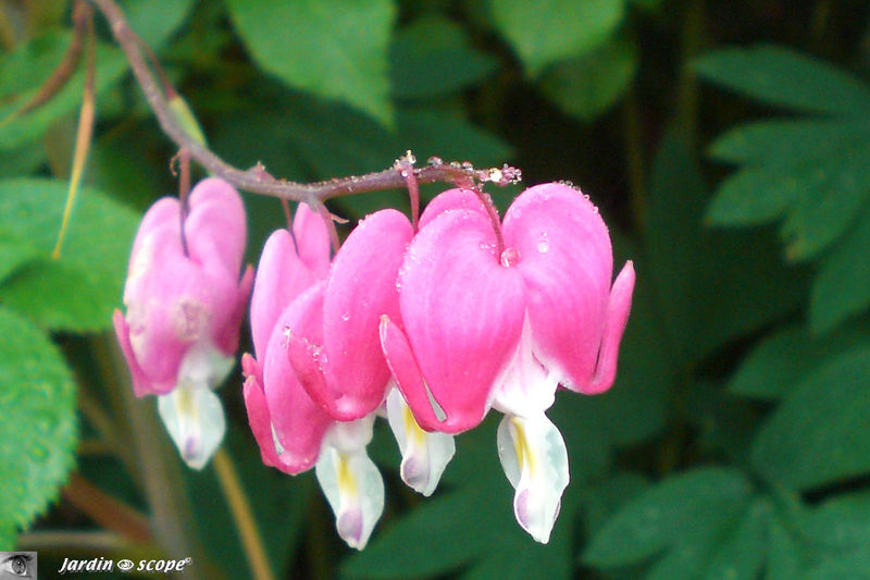 Cœur de Marie • Dicentra spectabilis