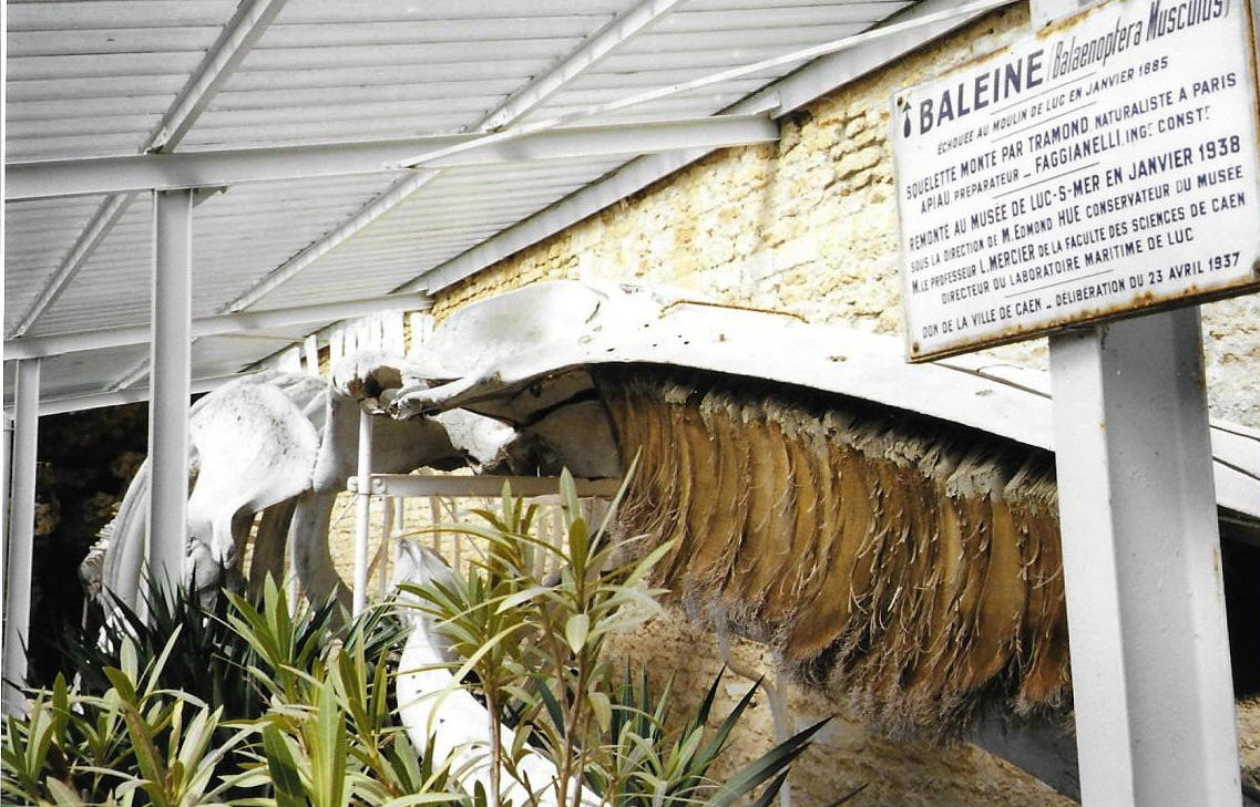 Luc-sur-Mer, squelette de la baleine