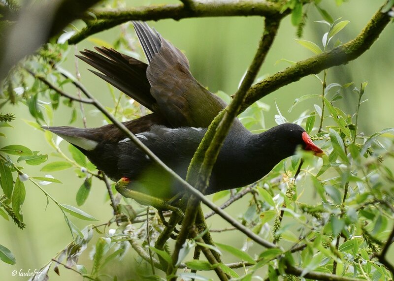 DSC_4816 poule d'eau