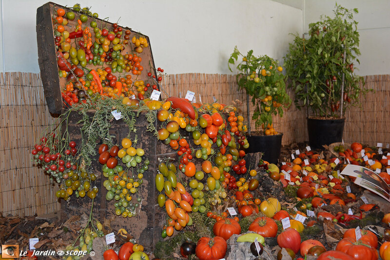 PAT_8709-Tomatophiles
