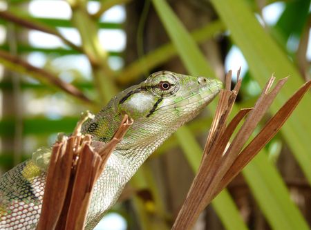 Polychrus marmoratus