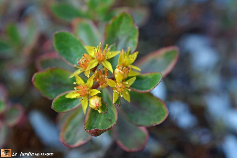 Sedum