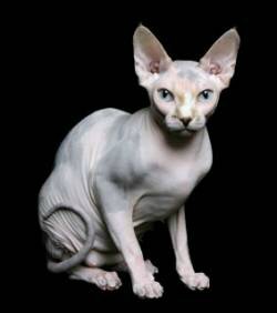 un-sphynx