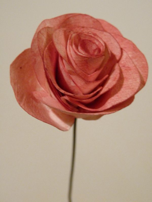 Rose de papier et acquarelle