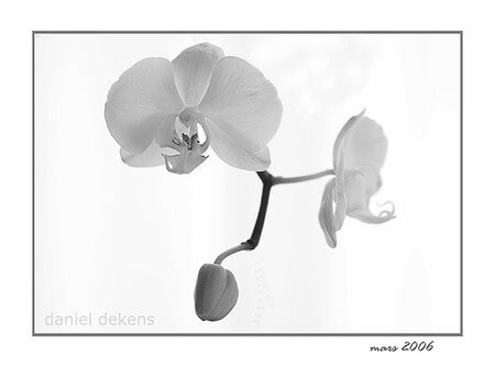 orchid_es1