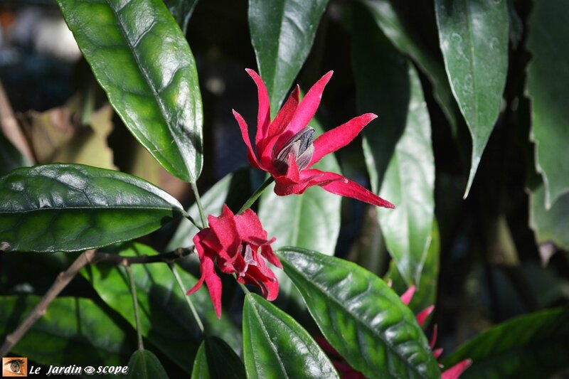 Pavonia multiflora