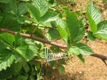 Mûres géantes du jardin juillet 2012 005