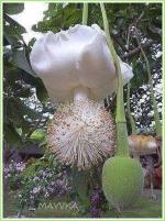 Fleur de baobab