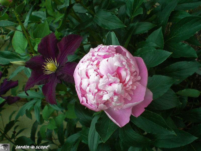 Clématis 'Warsaw Nike' et Pivoine 'Jules Elie'