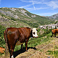 Transhumance des vaches d'Abondance au Chazelet - La Grave