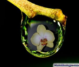 orchid_e_2