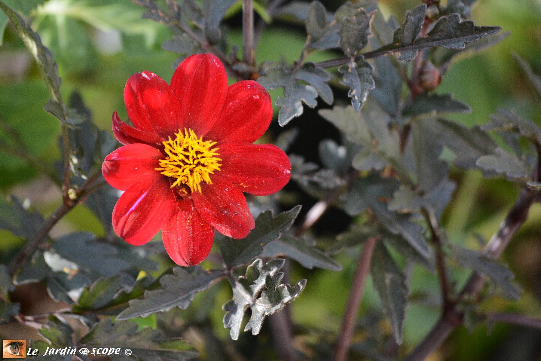 Dahlia simple A la Folie