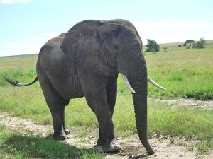 elephants (29)