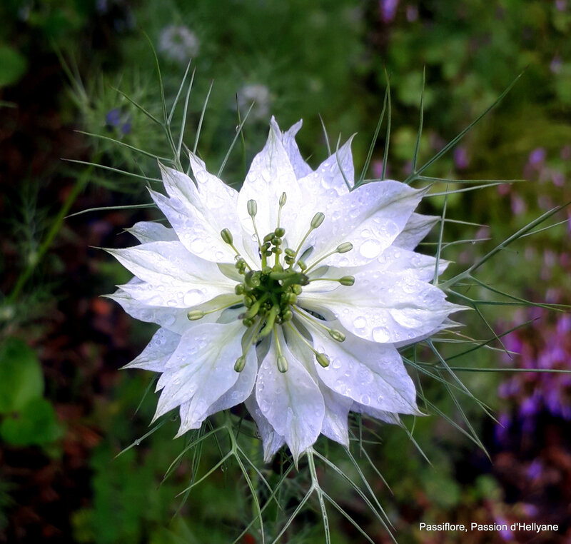 nigelle de damas