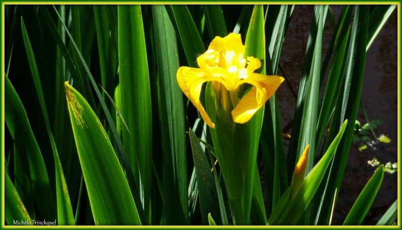 Iris jaunes 2804158