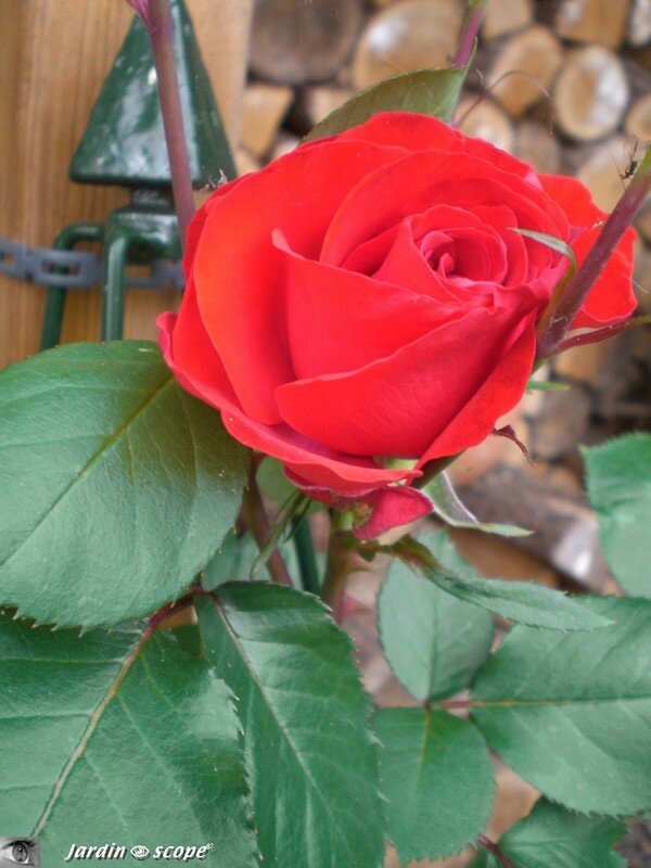 Rosier grimpant remontant 'Liliana'