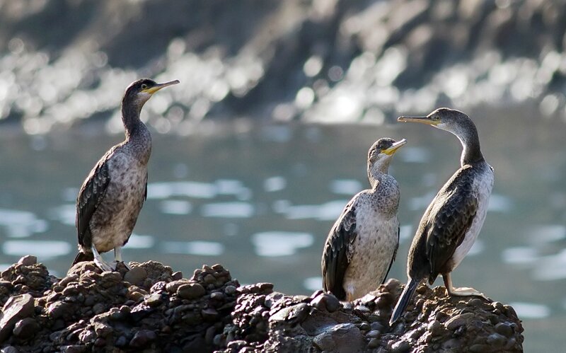 cormorans huppés