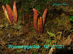 Wynnea gigantea n°1021