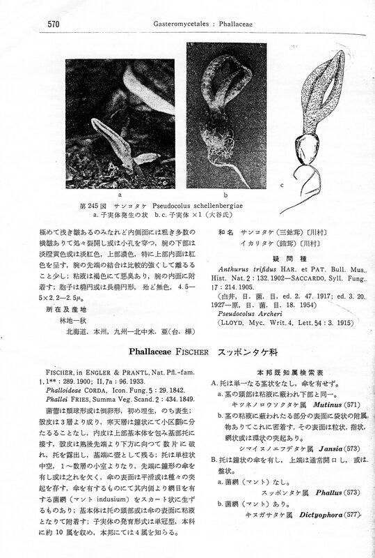 Mycological flora of Japan [1959] p 570