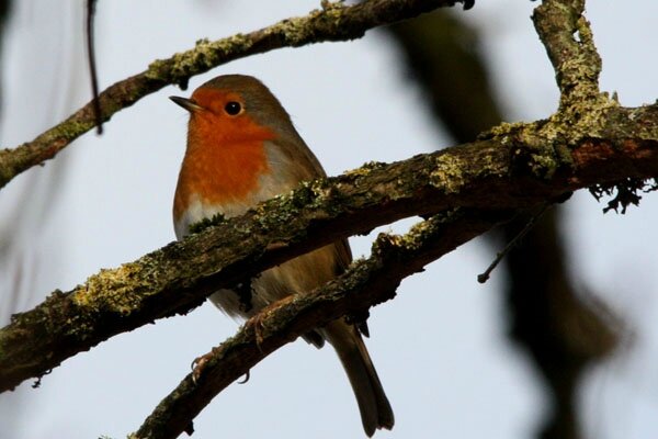 rouge