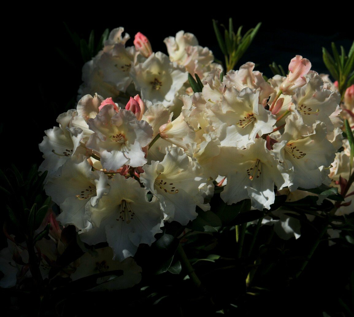 HD3_5972-1