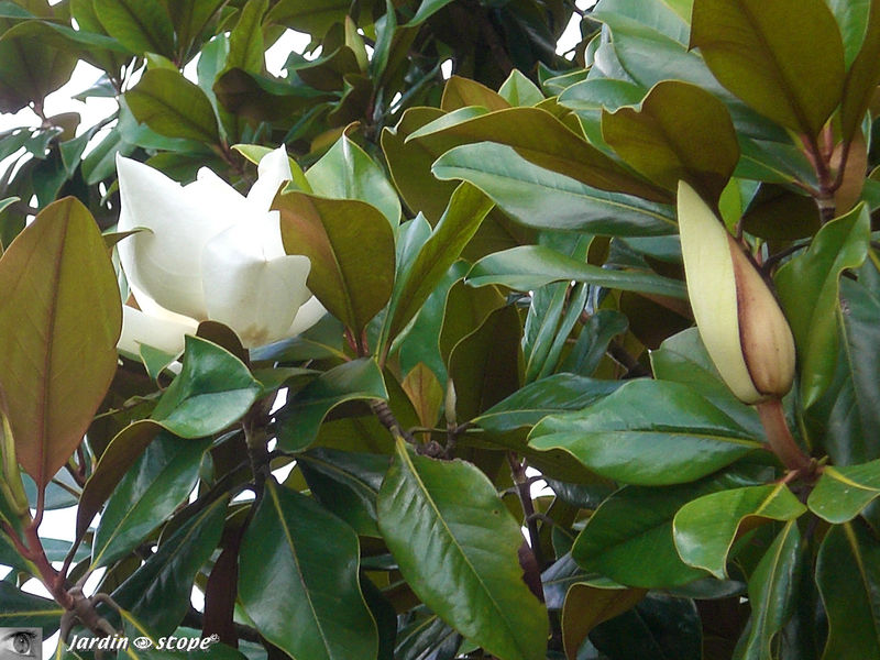 Magnolia grandiflora (Linné) • Magnolia à grandes fleurs